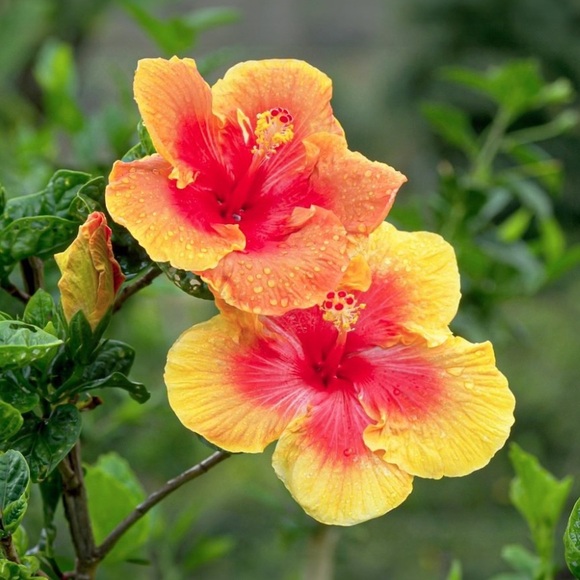 flowerpowermom2